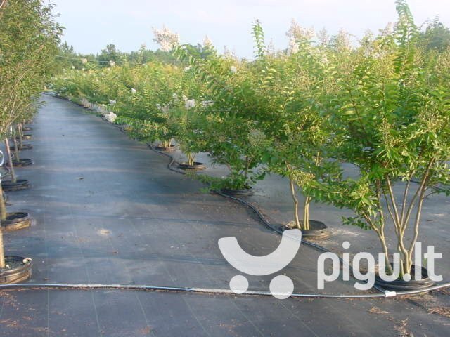 Agroplėvelė nuo piktžolių 1.6x10 m, 70 g/m2, juoda цена и информация | Sodo įrankiai | pigu.lt