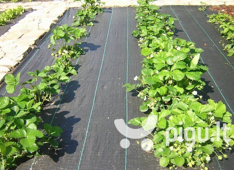 Agroplėvelė nuo piktžolių 1.6x10 m, 70 g/m2, juoda цена и информация | Sodo įrankiai | pigu.lt