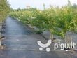 Agroplėvelė nuo piktžolių 1.0x10 m, 110 g/m2, juoda kaina ir informacija | Sodo įrankiai | pigu.lt