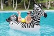 Pripučiamas plaustas Bestway Zebra 254 x 142 cm kaina ir informacija | Pripučiamos ir paplūdimio prekės | pigu.lt