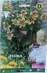 Лилии OT 'Treelilies' Lavon, 2 шт. цена и информация | Луковицы цветов | pigu.lt