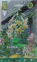 Лилии OT 'Treelilies' Honeymoon, 2 шт. цена и информация | Луковицы цветов | pigu.lt