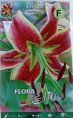 Лилии Sheherazade, 2 шт. цена и информация | Луковицы цветов | pigu.lt