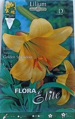 Lelija Golden Splendor kaina ir informacija | Gėlių svogūnėliai | pigu.lt
