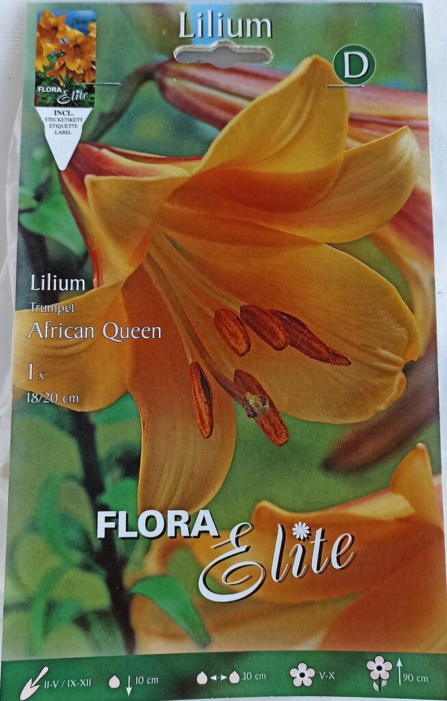 Lelija African Queen kaina ir informacija | Gėlių svogūnėliai | pigu.lt