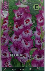 Гладиолус Elvive, 10 шт. цена и информация | Луковицы цветов | pigu.lt