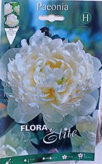 Пион Duchesse de Nemours цена и информация | Луковицы цветов | pigu.lt