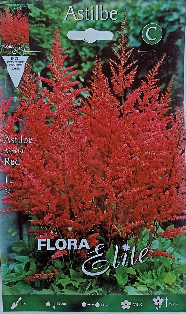 Astilbė Flora Elite kaina ir informacija | Gėlių svogūnėliai | pigu.lt