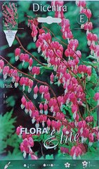 Auskarėliai Flora Elite kaina ir informacija | Gėlių svogūnėliai | pigu.lt