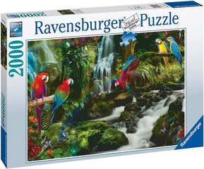 Dėlionė su papūgomis Ravensburger Puzzle, 2000 d. kaina ir informacija | Dėlionės (puzzle) | pigu.lt