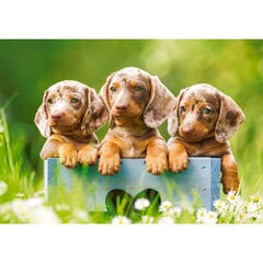 Puzzle 500 pieces Puppies adorable dachshunds kaina ir informacija | Dėlionės (puzzle) | pigu.lt