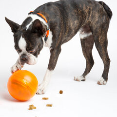 Rogz Tumbler Orange, skanėstus dozuojantis interaktyvus žaislas oranžinės spalvos, 12cm kaina ir informacija | Žaislai šunims | pigu.lt