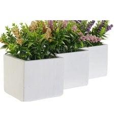 Dekoratyvinis augalas DKD Home Decor, 8.5 x 8.5 x 15 cm kaina ir informacija | Dirbtinės gėlės | pigu.lt