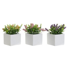 Dekoratyvinis augalas DKD Home Decor, 8.5 x 8.5 x 15 cm kaina ir informacija | Dirbtinės gėlės | pigu.lt