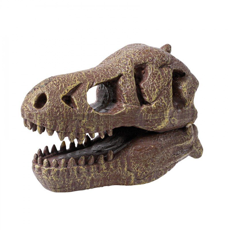 Rinkinys tyrinėjimui "Iškask dinozauro T-Rex kaukolę" kaina ir informacija | Lavinamieji žaislai | pigu.lt