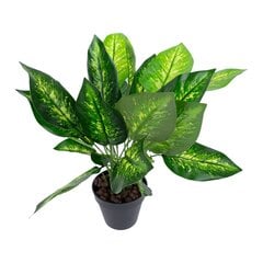 Зеленое растение DIEFFENBACHIA, H45см, черный горшок цена и информация | Искусственные цветы | pigu.lt