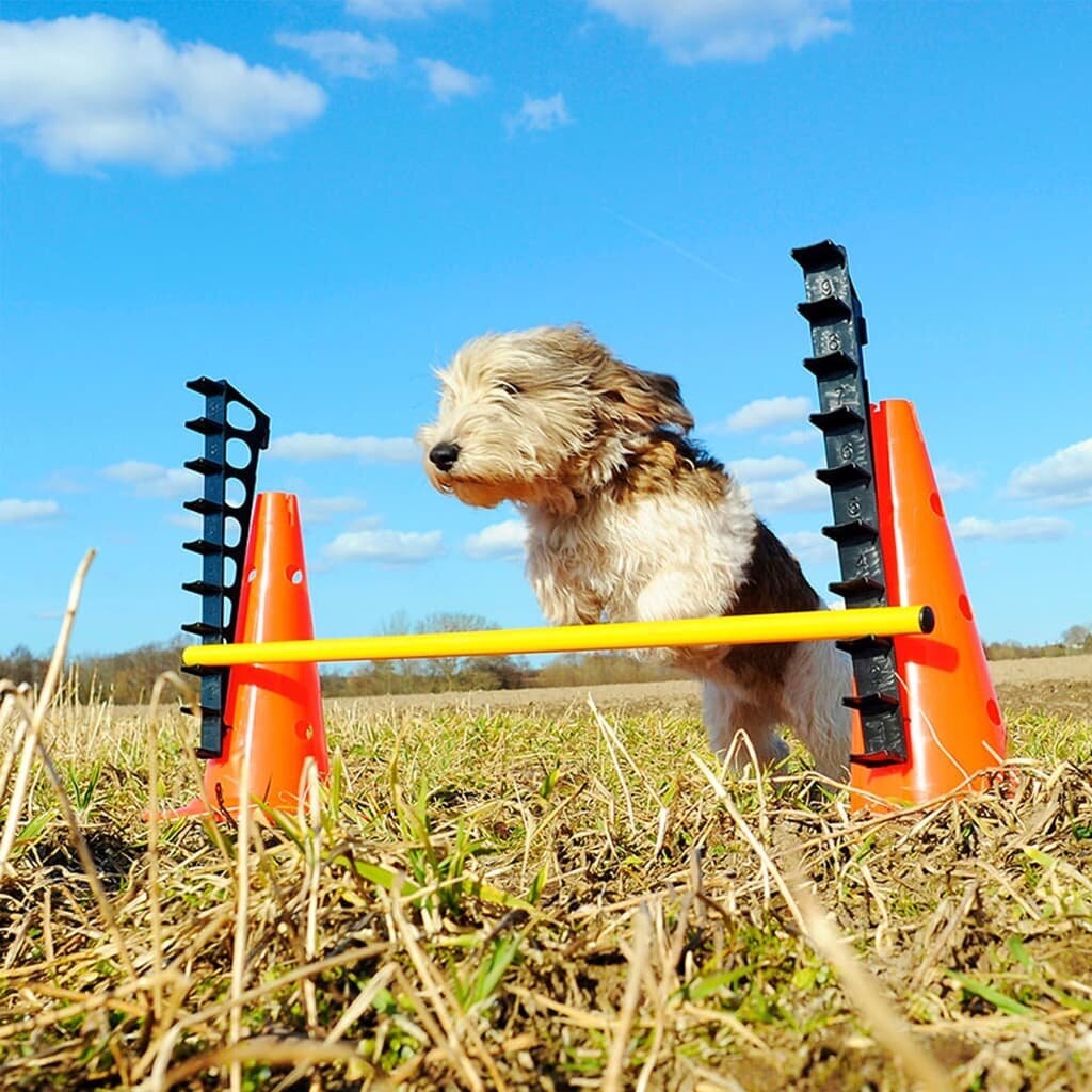 Šunų dresavimo rinkinys Altranet FitPaws, 21 vnt. kaina ir informacija | Dresūros priemonės šunims | pigu.lt