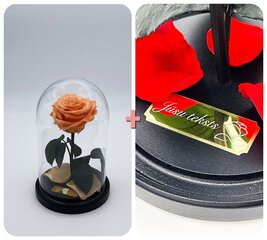 Роза в колбе S, Цвета персика (20 см выс. / 12,5 см шир.) + гравировка цена и информация | Спящие стабилизированные розы, растения | pigu.lt