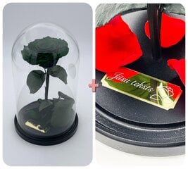 Rožė kolboje (mieganti rožė) M, Žalia (25 cm aukščio / 15 cm pločio) + graviruota kaina ir informacija | Miegančios rožės, stabilizuoti augalai | pigu.lt