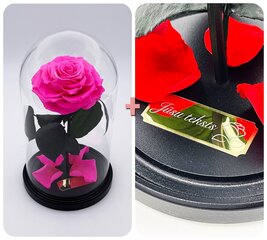 Rožė kolboje (mieganti rožė) M, Ryški rožinė spalva (25 cm aukščio / 15 cm pločio) + graviruota kaina ir informacija | Miegančios rožės, stabilizuoti augalai | pigu.lt