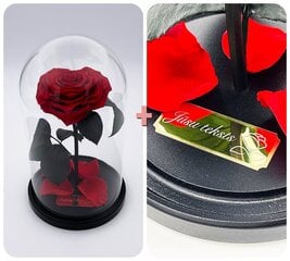 Роза в колбе M, в форме сердца (25 см выс. / 15 см шир.) + гравировка цена и информация | Спящие стабилизированные розы, растения | pigu.lt