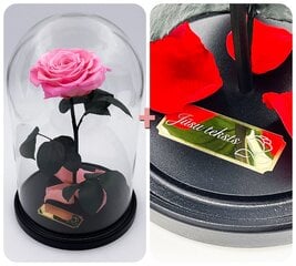 Роза в колбе L, Ярко розовая (30 см выс. / 19 см шир.) + гравировка цена и информация | Спящие стабилизированные розы, растения | pigu.lt