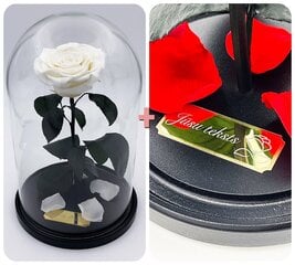 Роза в колбе L, Белая (30 см выс. / 19 см шир.) + гравировка цена и информация | Спящие стабилизированные розы, растения | pigu.lt
