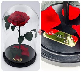 Роза в колбе L, Красная (30 см выс. / 19 см шир.) + гравировка цена и информация | Спящие стабилизированные розы, растения | pigu.lt