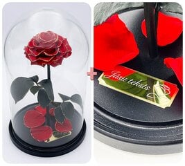 Роза в колбе L, Красная Gold (30 см выс. / 19 см шир.) + гравировка цена и информация | Спящие стабилизированные розы, растения | pigu.lt