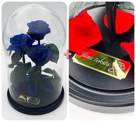 Роза в колбе Trinity,  Голубая (30 см выс. / 19 см шир.) + гравировка цена и информация | Спящие стабилизированные розы, растения | pigu.lt
