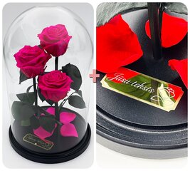 Роза в колбе Trinity,  цвета Фуксии (30 см выс. / 19 см шир.) + гравировка цена и информация | Спящие стабилизированные розы, растения | pigu.lt
