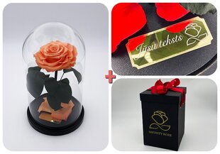 Роза в колбе M, цвета Персика (25 см выс. / 15  см шир.) + гравировка + коробка с Вау-эффектом цена и информация | Спящие стабилизированные розы, растения | pigu.lt