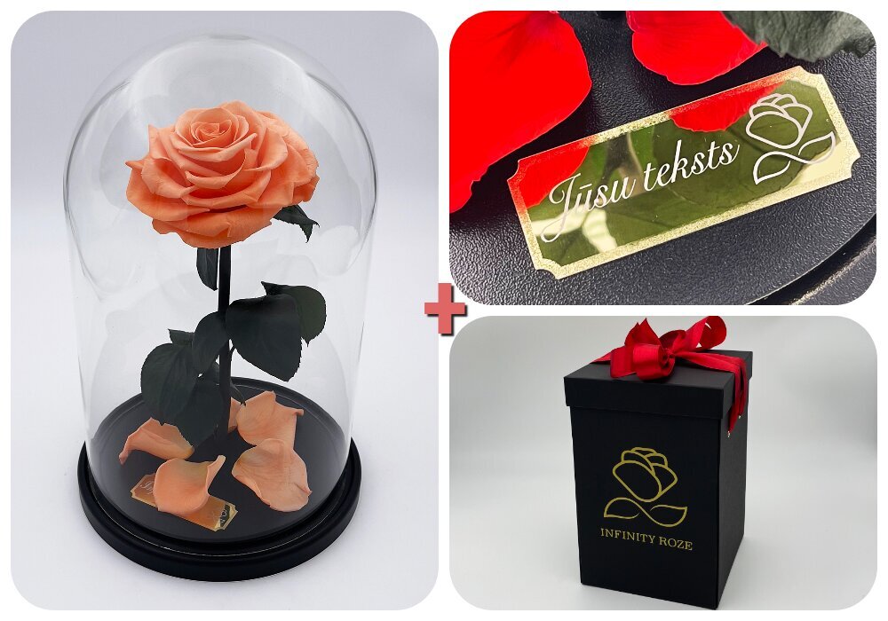 Rožė kolboje (mieganti rožė) L, Persikų spalvos (30 cm aukščio / 19 cm pločio) + graviruota + dėžutė su "Wow" efektu цена и информация | Miegančios rožės, stabilizuoti augalai | pigu.lt