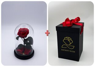 Rožė kolboje (mieganti rožė) S, Raudona (20 cm aukščio / 12,5 cm pločio) + dėžutė su "Wow" efektu kaina ir informacija | Miegančios rožės, stabilizuoti augalai | pigu.lt