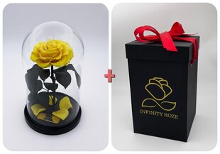 Роза в колбе M, Желтая (25 см выс. / 15 см шир.) + коробка с Вау-эффектом цена и информация | Спящие стабилизированные розы, растения | pigu.lt