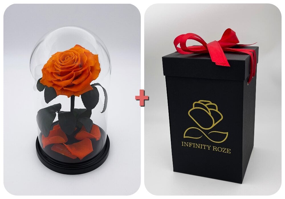 Rožė kolboje (mieganti rožė) M, Oranžinė (25 cm aukščio / 15 cm pločio) + Vau-efektiga karp цена и информация | Miegančios rožės, stabilizuoti augalai | pigu.lt