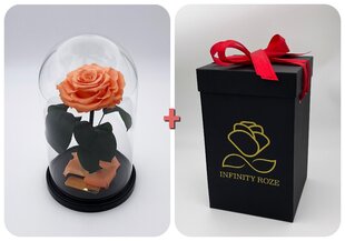 Роза в колбе M, цвета Персика (25 см выс. / 15  см шир.) + коробка с Вау-эффектом цена и информация | Спящие стабилизированные розы, растения | pigu.lt