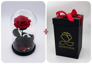 Роза в колбе M, Красная (25 см выс. / 15 см шир.) + коробка с Вау-эффектом цена и информация | Спящие стабилизированные розы, растения | pigu.lt