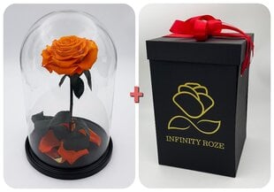 Роза в колбе L, Оранжевая (30 см выс. / 19 см шир.) + Коробка с Вау-эффектом цена и информация | Спящие стабилизированные розы, растения | pigu.lt