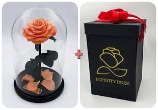Rožė kolboje (mieganti rožė) L, Persikų spalvos (30 cm aukščio / 19 cm pločio) + dėžutė su "Wow" efektu kaina ir informacija | Miegančios rožės, stabilizuoti augalai | pigu.lt