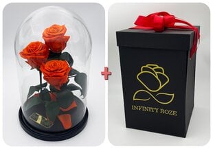 Rožė kolboje (mieganti rožė) Trinity, Oranžinė (30 cm aukščio / 19 cm pločio) + dėžutė su "Wow" efektu kaina ir informacija | Miegančios rožės, stabilizuoti augalai | pigu.lt