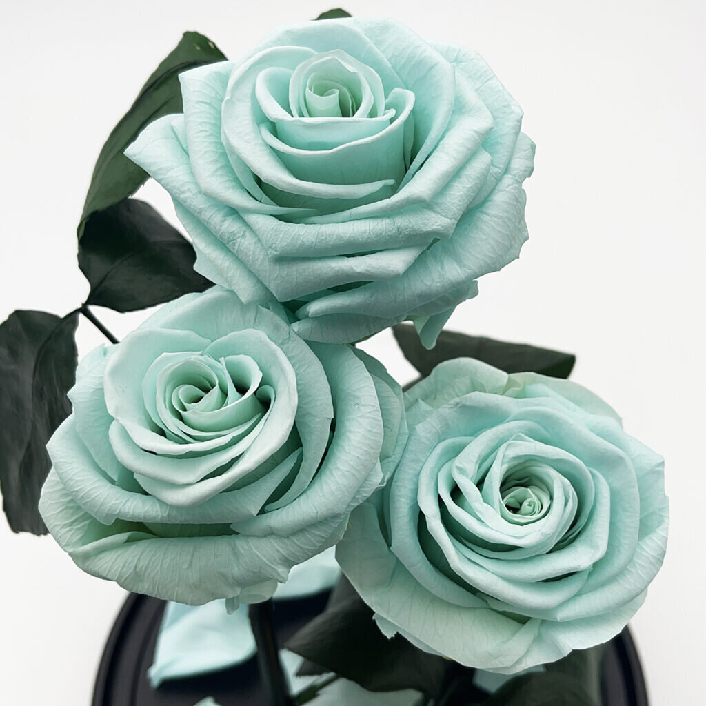 Rožė kolboje (mieganti rožė) Trinity, Mėlyna (30 cm aukščio / 19 cm pločio) цена и информация | Miegančios rožės, stabilizuoti augalai | pigu.lt