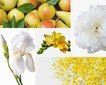 3 Kvapiųjų žvakių rinkinys: Lemon Verbena, Mimosa-Poire, Rose Pivoine kaina ir informacija | Žvakės, Žvakidės | pigu.lt