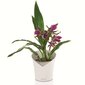 Vazonas Lechuza Orchidea 19.5 cm kaina ir informacija | Vazonėliai daiginimui ir persodinimui | pigu.lt