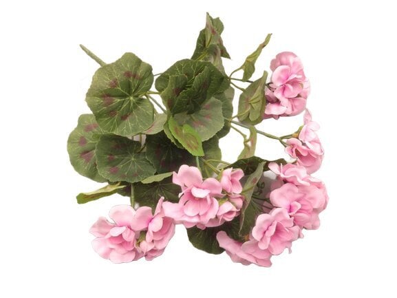 Pelargonija rožinė kaina ir informacija | Dirbtinės gėlės | pigu.lt