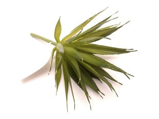 Sukulentas Aloe kaina ir informacija | Dirbtinės gėlės | pigu.lt