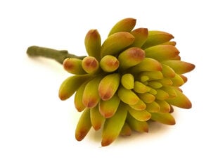 Sukulentas Jelly Bean kaina ir informacija | Dirbtinės gėlės | pigu.lt
