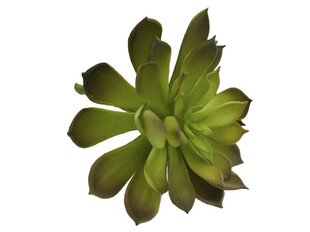 Sukulentas Sempervivum цена и информация | Искусственные цветы | pigu.lt