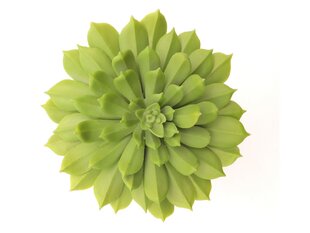 Декоративное растение Mica Decorations 8 x 5 cm PVC сочный цена и информация | Искусственные цветы | pigu.lt