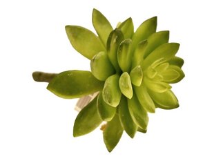Sukulentas Sempervivum цена и информация | Искусственные цветы | pigu.lt